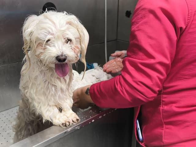A small dog being groomed 
