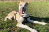 Nero, the Siberian Husky cross, is looking for a loving forever home. 