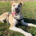 Nero, the Siberian Husky cross, is looking for a loving forever home. 