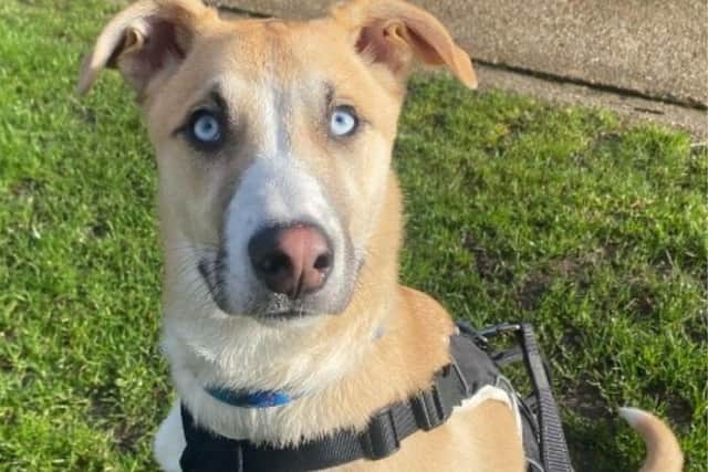 Nero the puppy is looking for his forever home.