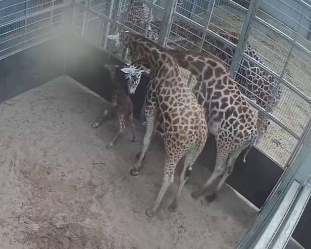 Baby giraffe.
