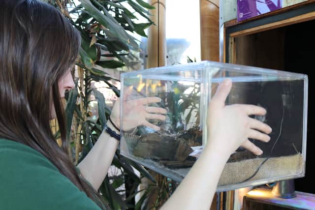 Deathwatch beetles which were discovered on HMS Victory have now been put on display. Pictured: London Zoo's invertebrate keeper Cat Dixon inspects timber housing Deathwatch beetles.