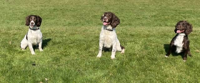 Digi dogs Moss, Loki, and Iggy completed their eight week training course and have already been deployed to support investigations in the area.