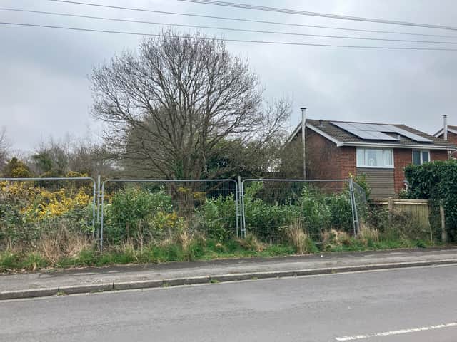 Photo taken by Richard Wright of tree to be taken down