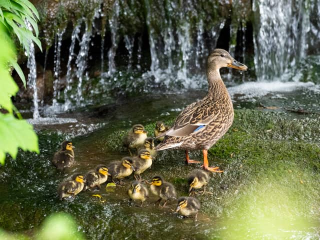 Mallard ducklings and mother in the Wesley Brook, Shifnal, Shropshire.