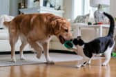 Pets can improve owners' health and give a mood boost 