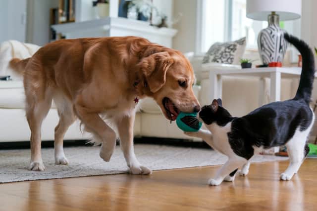 Pets can improve owners' health and give a mood boost