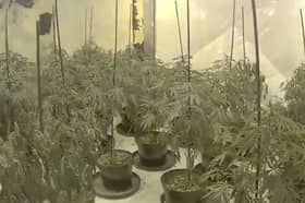 £4.5m drug operation consisting of  75 cannabis farms uncovered.