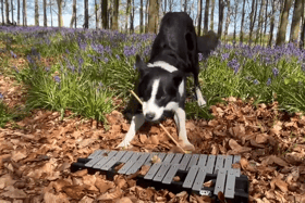 Simba the border collie plays the glockenspiel in bluebell woods