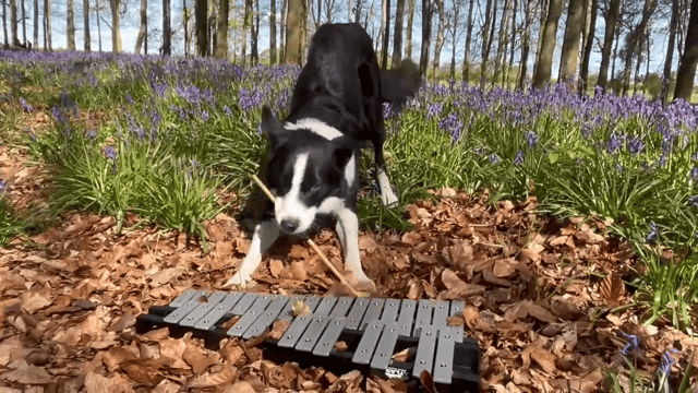 Simba the border collie plays the glockenspiel in bluebell woods