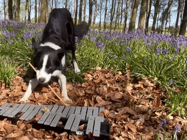 Simba the border collie plays the glockenspiel in bluebell woods