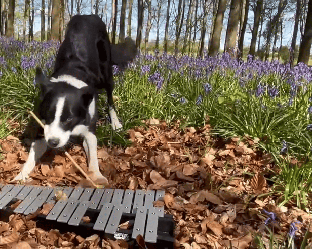 Simba the border collie plays the glockenspiel in bluebell woods