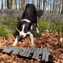Simba the border collie plays the glockenspiel in bluebell woods