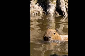 Capybara cools off at Chester Zoo