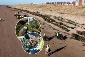 New documentary explains how old Christmas trees are helping to protect the coast 