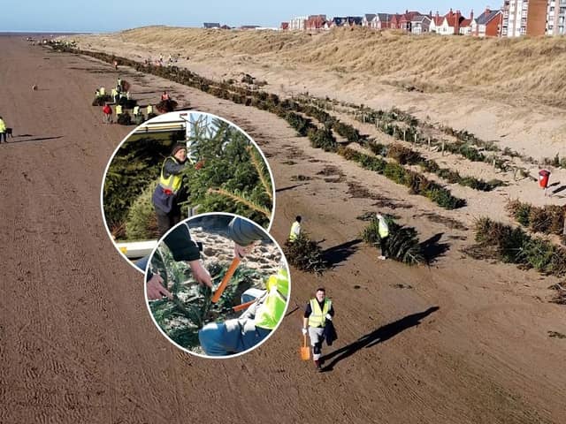 New documentary explains how old Christmas trees are helping to protect the coast 
