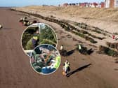 New documentary explains how old Christmas trees are helping to protect the coast 
