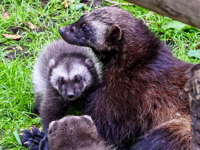 Wolverine kits.