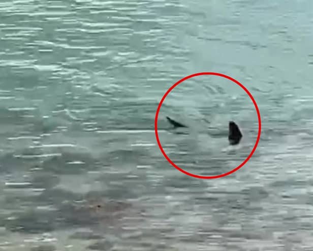 Massive shark circles waters off UK coast.
