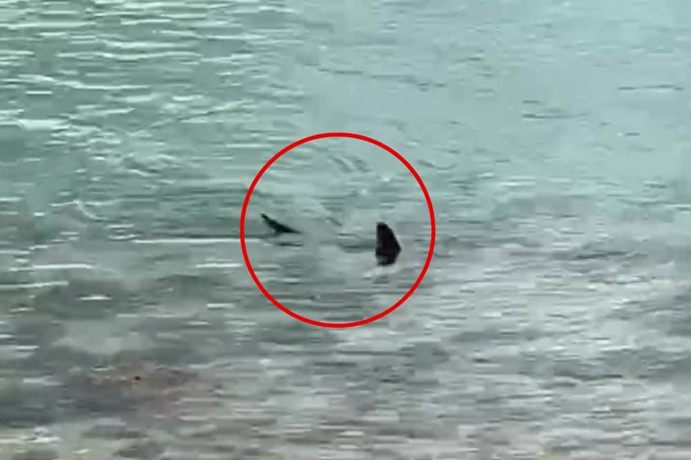 Massive shark circles waters off UK coast.