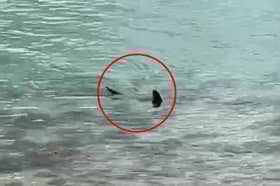 Massive shark circles waters off UK coast.