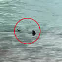 Massive shark circles waters off UK coast.