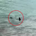 Massive shark circles waters off UK coast.
