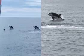 Killer whales breach off the coast of Scotland.