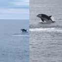 Killer whales breach off the coast of Scotland.