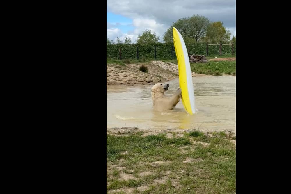 Polar bears go wild and take to the water...in a kayak