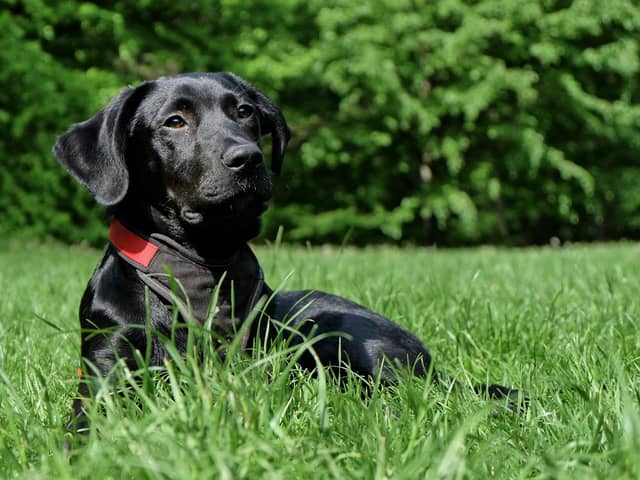 Some common summer flowers could be poisonous to our pets.