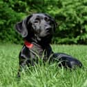 Some common summer flowers could be poisonous to our pets.