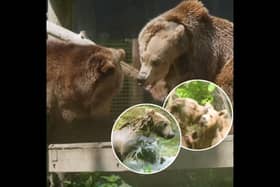 Boki the brown bear's heart-warming reunion with pals at wildlife park after life-saving brain surgery