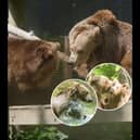 Boki the brown bear's heart-warming reunion with pals at wildlife park after life-saving brain surgery