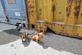 Four kittens were rescued by Royal Navy sailors in Bahrain after getting stuck under a shipping container. Pictured: he orphaned kittens emerge from their 'home' underneath shipping containers.