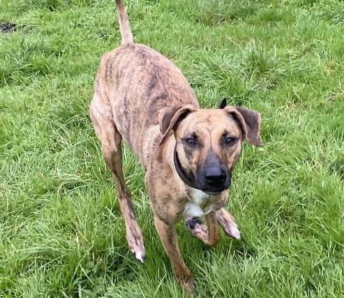 Marley is a young female lurcher who is a 'sweet and gentle girl'. She is reactive to others dogs but training at the centre has been very beneficial for her.