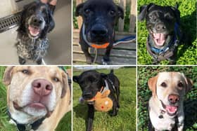 Take a look at some absolutely gorgeous dogs on the hunt for loving forever homes. 