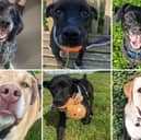 Take a look at some absolutely gorgeous dogs on the hunt for loving forever homes. 