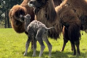 Fluffy rare camel calf wobbles with mum in adorable video