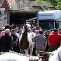 The Wickham Horse Fair took place in Wickham Square, Wickham, on Tuesday, May 20, 2025.

Picture: Sarah Standing (200525-7165)