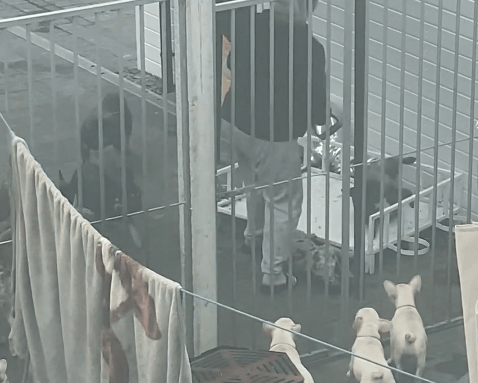 Elizabeth Perrin (Date of birth: 04.08.1972), of Thorncliffe Avenue, and Trevor Hague, (date of birth: 22.03.1973) of Town Lane, both Dukinfield, Greater Manchester, were prosecuted after an RSPCA inquiry.