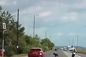 A dog has had a near miss this afternoon after it got off its lead on Eastern Road. 