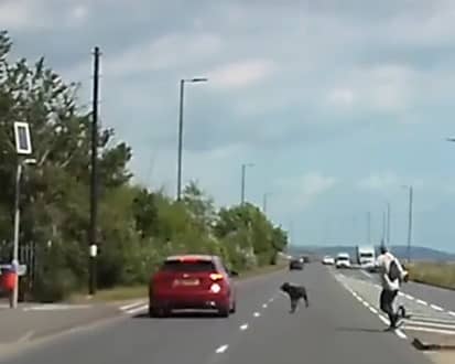 A dog has had a near miss this afternoon after it got off its lead on Eastern Road. 