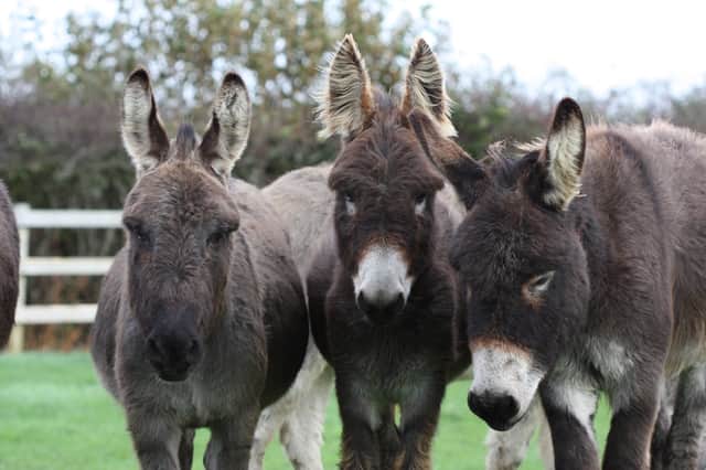 Get to know these gentle animals
