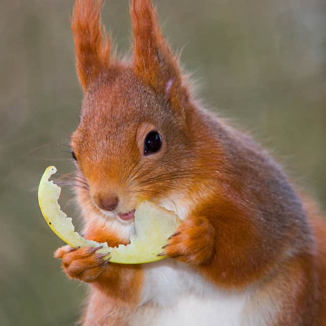Take the chance to see these rare and beautiful squirrels