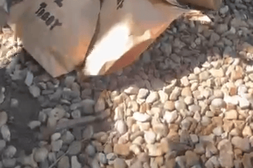 Arctic foxes share blood-lolly birthday treat