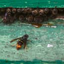 How to treat an Asian hornet sting after a rise in sightings across the UK.