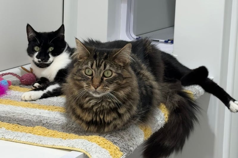 Two gorgeous 1-year-old sisters, Tizzy and Shylo, are searching for their forver home. 