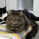 Two gorgeous 1-year-old sisters, Tizzy and Shylo, are searching for their forever home. 
