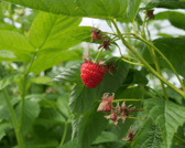 Westlands Farm in Shedfield has brought in 25 hives of bees to boost their fruit harvest.